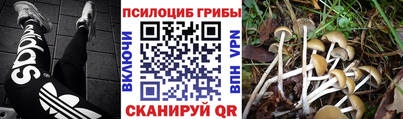 Купить закладки  Завитинск  Псилоцибиновые грибы MAGIC MUSHROOMS 